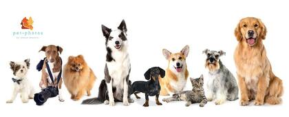 Agropecuária Dog's & Cat's Ltda